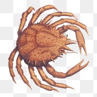 Crab png sticker, vintage sea life illustration on transparent background. Free public domain CC0 image.