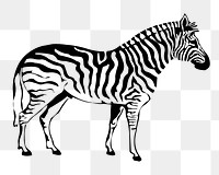 Zebra png sticker, vintage animal illustration on transparent background. Free public domain CC0 image.