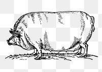 Pig png sticker, livestock animal illustration on transparent background. Free public domain CC0 image.