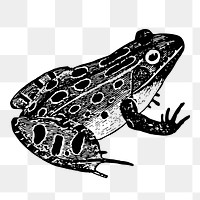 Leopard frog png sticker, vintage animal illustration on transparent background. Free public domain CC0 image.