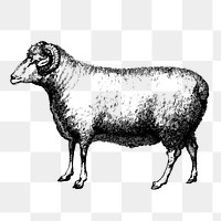 Merino, ram png sheep sticker, vintage farm animal illustration on transparent background. Free public domain CC0 image.