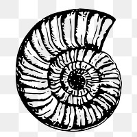 Sea shell png sticker, vintage illustration on transparent background. Free public domain CC0 image.