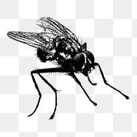 Fly insect png sticker, animal vintage illustration on transparent background. Free public domain CC0 image.