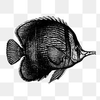 Margined coralfish png sticker, sea life vintage illustration on transparent background. Free public domain CC0 image.