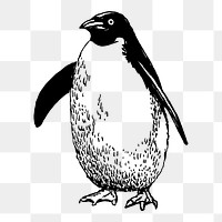 Penguin png sticker, wildlife vintage illustration on transparent background. Free public domain CC0 image.