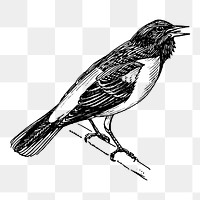 Bird, animal png sticker, baltimore oriole, vintage illustration on transparent background. Free public domain CC0 image.