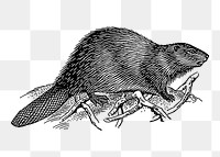 Beaver png sticker, animal vintage illustration on transparent background. Free public domain CC0 image.