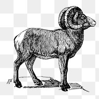 Bighorn sheep png sticker, animal vintage illustration on transparent background. Free public domain CC0 image.