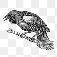 Blackbird png sticker, animal vintage illustration on transparent background. Free public domain CC0 image.
