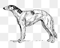 Borzoi dog png sticker, animal vintage illustration on transparent background. Free public domain CC0 image.