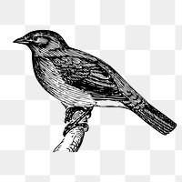 Bird png sticker, animal vintage illustration on transparent background. Free public domain CC0 image.