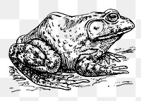 Bullfrog png sticker, animal vintage illustration on transparent background. Free public domain CC0 image.