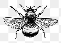 Bumblebee png sticker, insect vintage illustration on transparent background. Free public domain CC0 image.