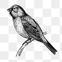 Bunting bird png sticker, animal vintage illustration on transparent background. Free public domain CC0 image.
