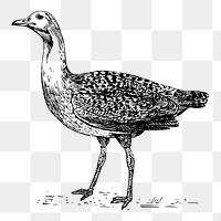 Bustard bird png sticker, animal vintage illustration on transparent background. Free public domain CC0 image.