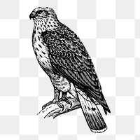 Buzzard bird png sticker, animal vintage illustration on transparent background. Free public domain CC0 image.