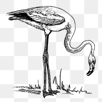 Flamingo png sticker, bird vintage illustration on transparent background. Free public domain CC0 image.