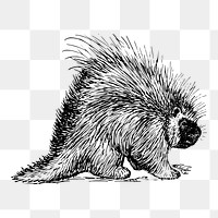 Porcupine png sticker, animal vintage illustration on transparent background. Free public domain CC0 image.