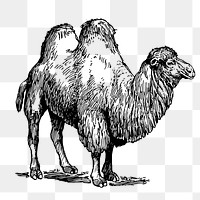 Camel png sticker, animal vintage illustration on transparent background. Free public domain CC0 image.