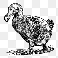 Dodo bird png sticker, animal vintage illustration on transparent background. Free public domain CC0 image.