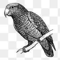 Parrot bird png sticker, animal vintage illustration on transparent background. Free public domain CC0 image.