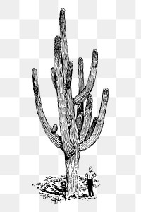 Cactus png sticker, desert plant vintage illustration on transparent background. Free public domain CC0 image.