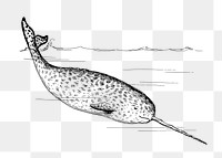 Narwhal png sticker, sea life vintage illustration on transparent background. Free public domain CC0 image.