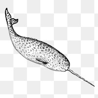 Narwhal png sticker, sea life vintage illustration on transparent background. Free public domain CC0 image.