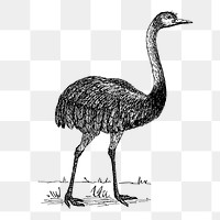 Rhea bird png sticker, wildlife vintage illustration on transparent background. Free public domain CC0 image.