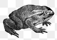 Toad png sticker, animal vintage illustration on transparent background. Free public domain CC0 image.
