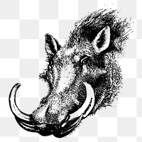 Warthog head png sticker, wildlife vintage illustration on transparent background. Free public domain CC0 image.