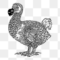 Dodo bird png sticker, wildlife vintage illustration on transparent background. Free public domain CC0 image.