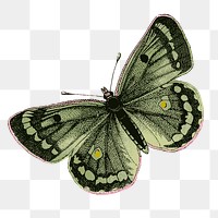 Butterfly png insect sticker, clouded yellows, vintage illustration on transparent background. Free public domain CC0 image.