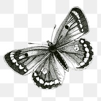 Butterfly png insect sticker, clouded yellows, vintage illustration on transparent background. Free public domain CC0 image.