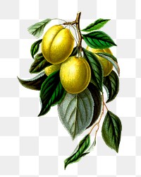 Mirabelle plum png sticker, golden esperen fruit vintage illustration on transparent background. 