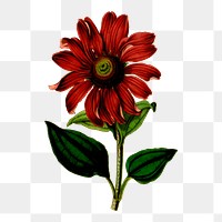 Coneflower png sticker, flower vintage illustration on transparent background. Free public domain CC0 image.