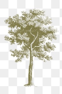 Green tree png sticker, vintage botanical illustration, transparent background