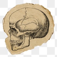 Human skull png sticker, ripped paper, medical illustration, transparent background