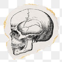 Human skull png sticker, ripped paper, gold glitter illustration, transparent background