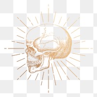 Human skull png sticker, aesthetic gold illustration, transparent background