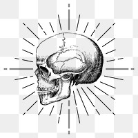 Human skull png sticker, vintage goth illustration, transparent background