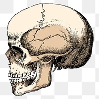 Human skull png sticker, vintage medical illustration, transparent background