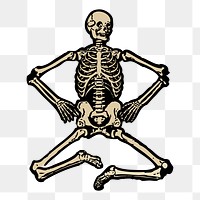 Human skeleton png sticker, vintage anatomy illustration, transparent background