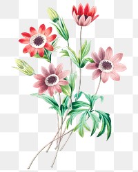 Broad leaved anemone flower png botanical illustration, remixed from artworks by Pierre-Joseph Redouté