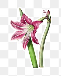 Hand drawn pink amaryllis flower sticker with a white border design element