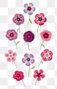Vintage colorful phlox flower design element set