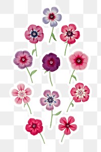 Vintage colorful phlox flower sticker with a white border design element