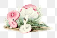Vintage png russula emetica mushroom png illustration