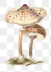 Vintage png aesthetic parasol mushroom illustration
