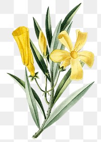 Vintage png yellow oleander flower illustration